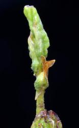 Fuscospora fusca: peltate stipules covering leaf buds.
 Image: K.A. Ford © Landcare Research 2015 CC BY 3.0 NZ